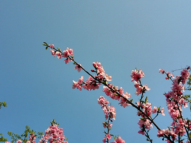 flower-cherry-tree-branch-nature 图片素材