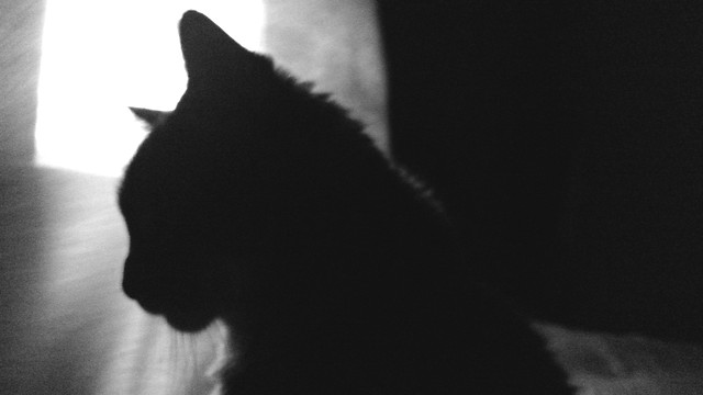 monochrome-silhouette-art-cat-no-person 图片素材