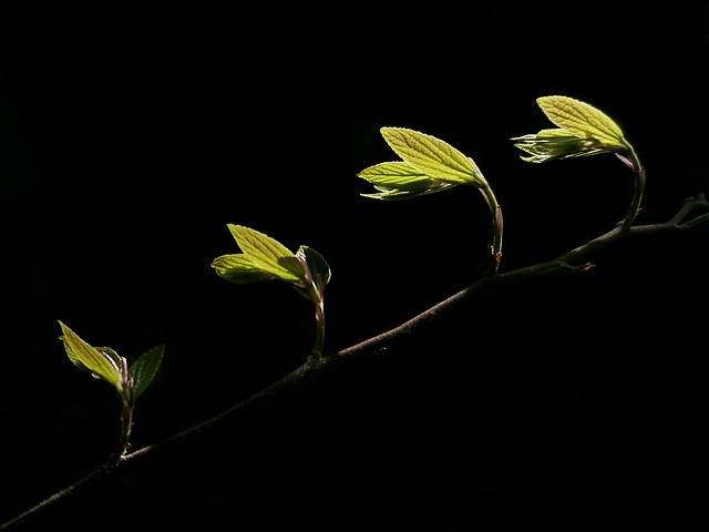 leaf-flora-branch-no-person-tree 图片素材