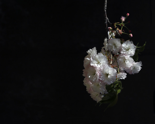 flower-no-person-leaf-white-still-life 图片素材