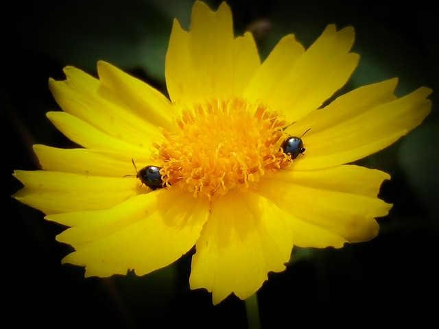 no-person-nature-flower-yellow-summer 图片素材