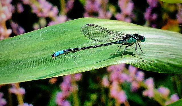 insect-dragonfly-nature-fly-wildlife 图片素材