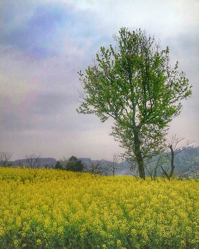 landscape-nature-field-countryside-tree picture material