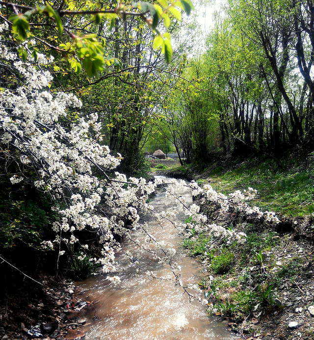 nature-flower-landscape-tree-wood 图片素材