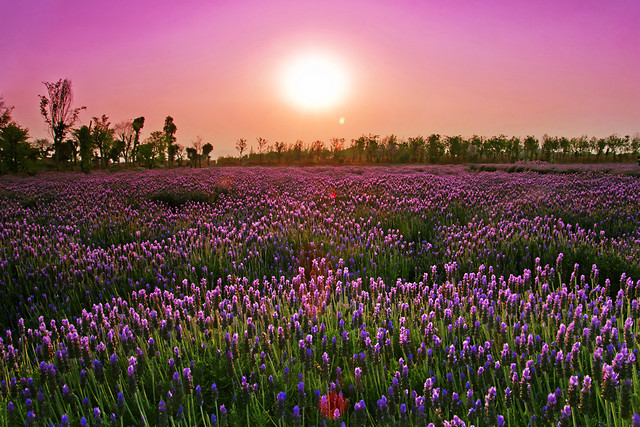 flower-no-person-nature-field-landscape picture material