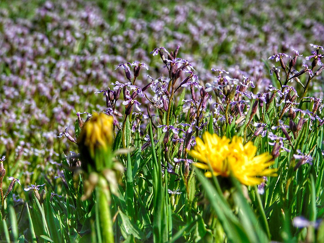 field-of-purple-flowers-and-dandelions 图片素材