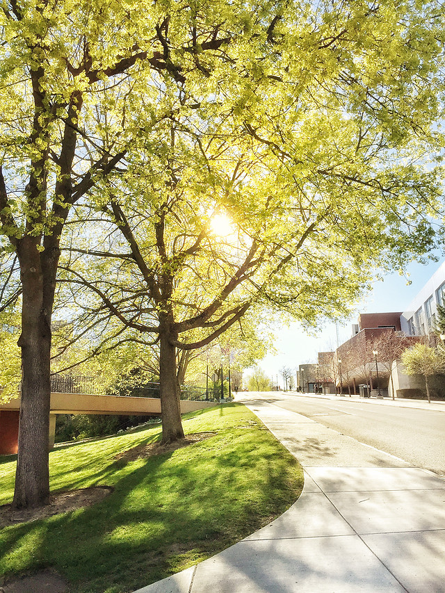 tree-nature-leaf-branch-landscape 图片素材