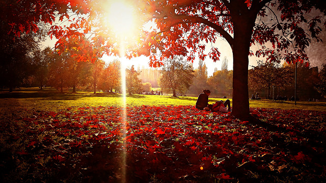 sunny-park-red-leaf-nature 图片素材