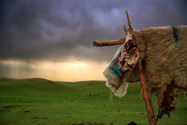 mammal-grass-sky-outdoors-no-person 图片素材