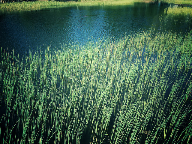 no-person-water-grass-nature-summer 图片素材