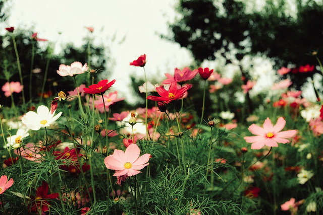 flower-nature-summer-flora-garden 图片素材