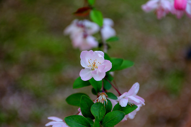 nature-flower-no-person-leaf-flora 图片素材