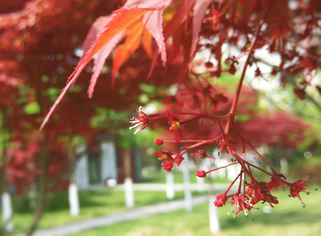 leaf-fall-tree-nature-season 图片素材
