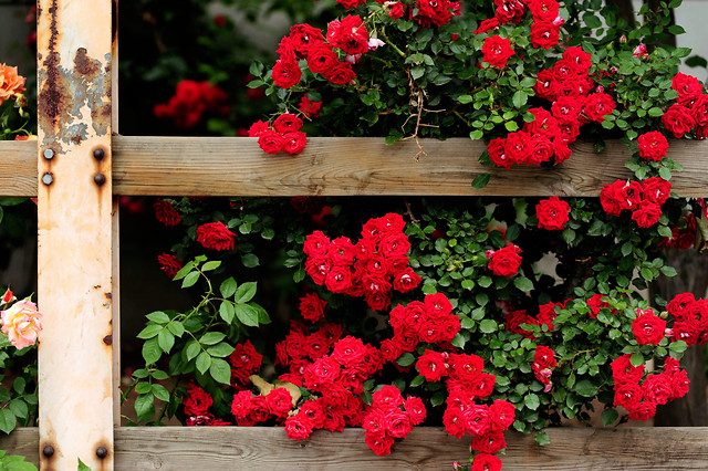 flower-rose-garden-decoration-flora 图片素材