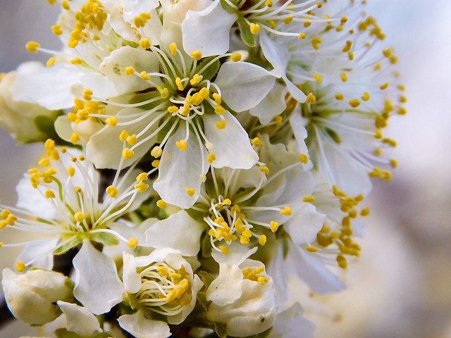 white-spring-flowers-blooming 图片素材