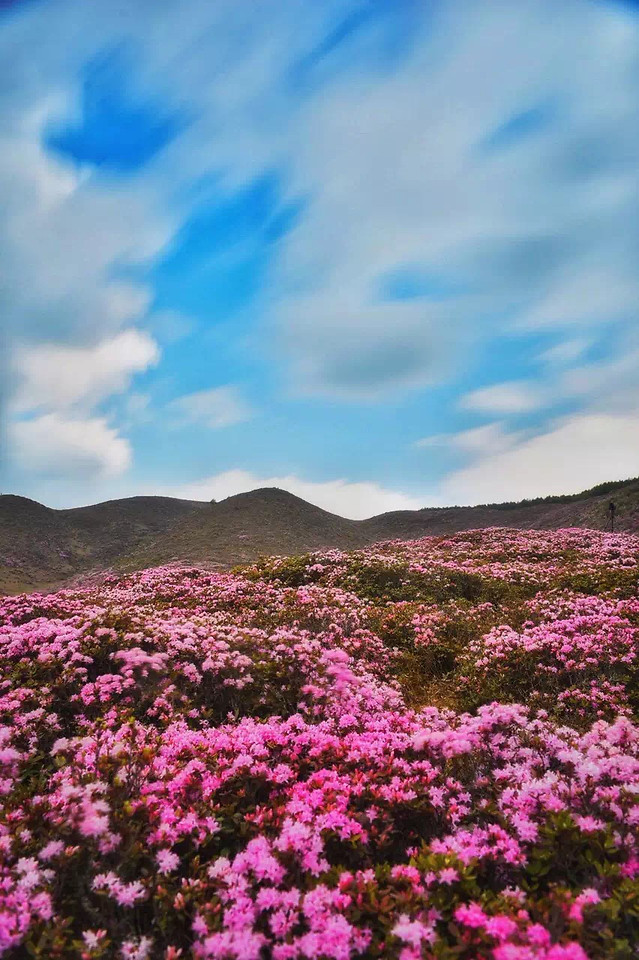 no-person-landscape-flower-sky-nature picture material