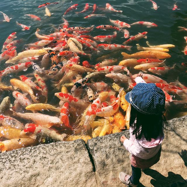 fish-water-underwater-people-group 图片素材