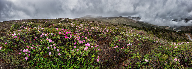 flower-no-person-landscape-nature-vegetation picture material