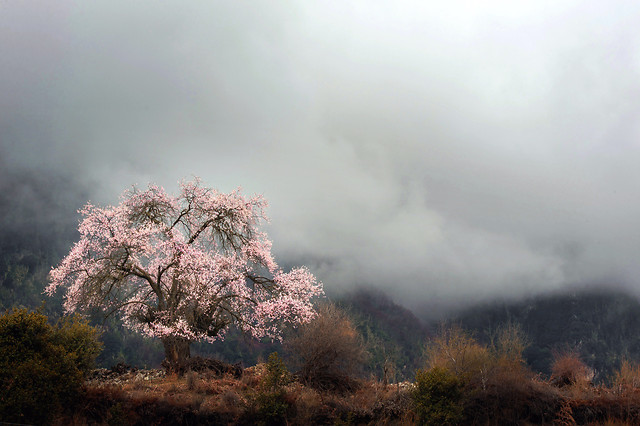 tree-fog-landscape-no-person-dawn 图片素材