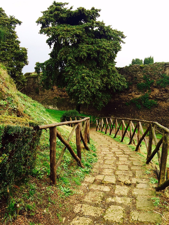 wood-no-person-tree-nature-leaf 图片素材