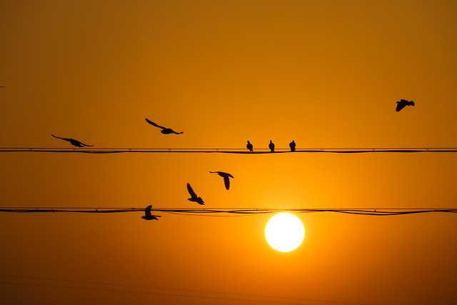 sunset-sky-sun-bird-silhouette picture material