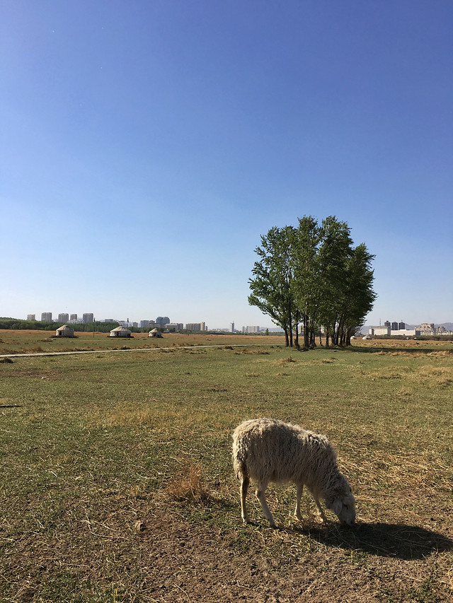 landscape-farm-agriculture-mammal-no-person picture material