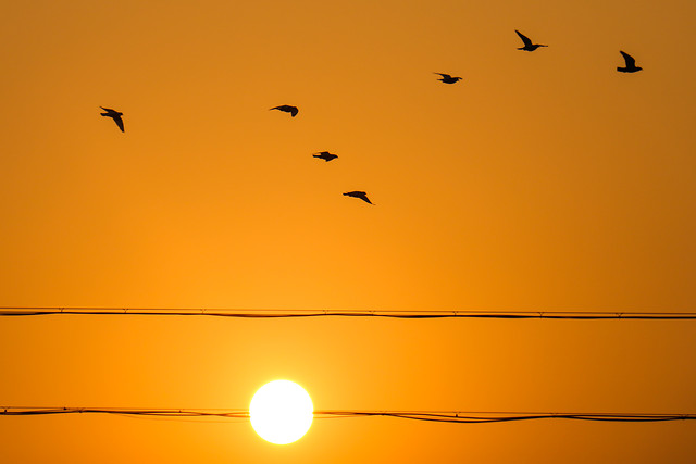 sunset-sun-bird-sky-dawn picture material