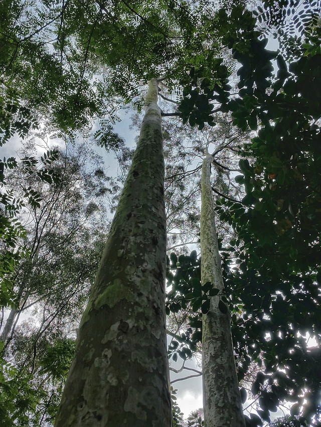 tree-wood-nature-leaf-environment 图片素材