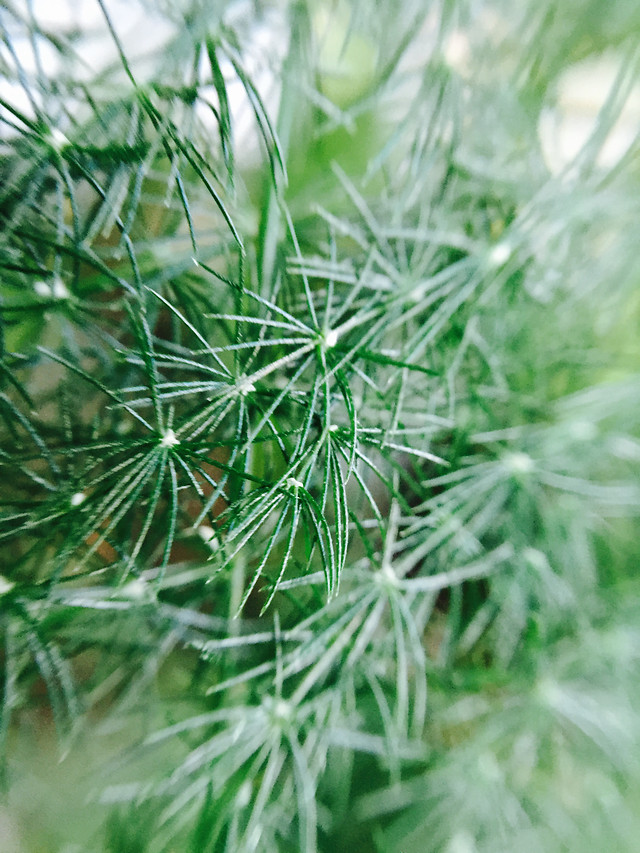 no-person-nature-flora-leaf-closeup 图片素材