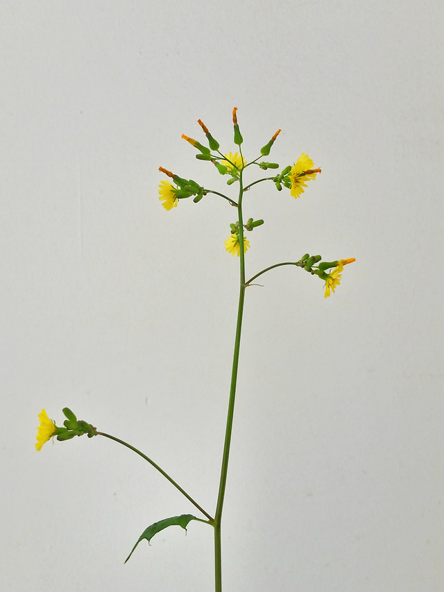 no-person-growth-flower-flora-leaf 图片素材