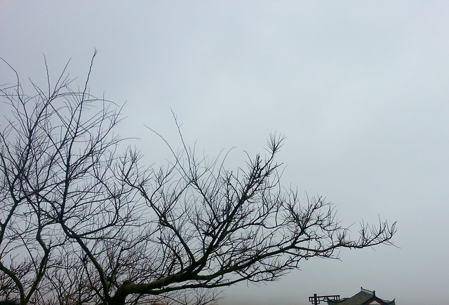 tree-winter-landscape-sky-fog 图片素材