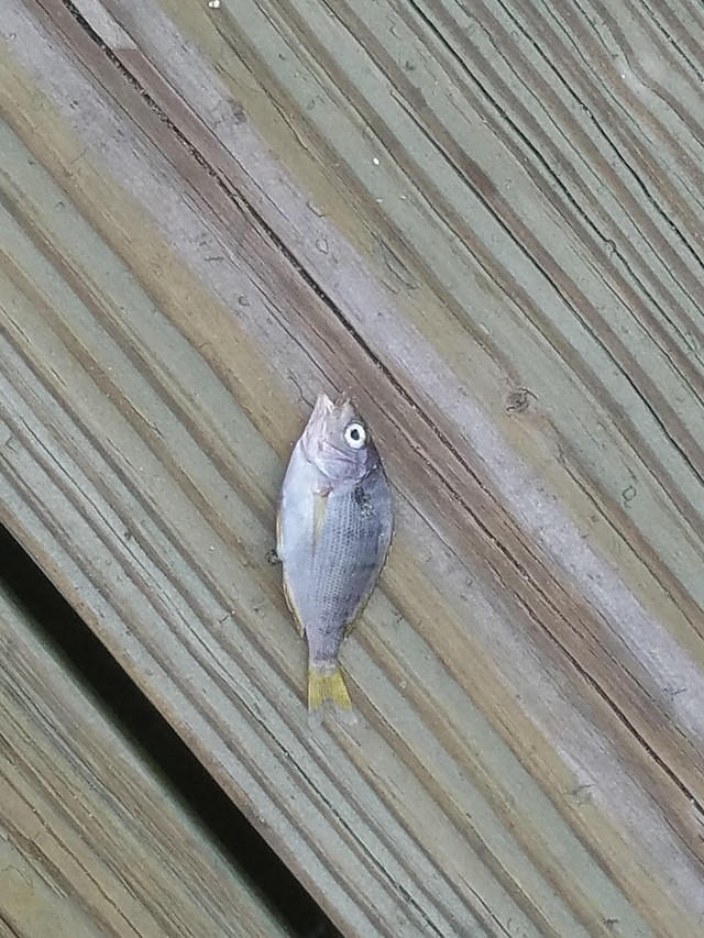 no-person-fish-nature-desktop-food 图片素材