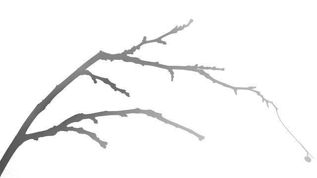 branch-desktop-tree-black-and-white-closeup 图片素材