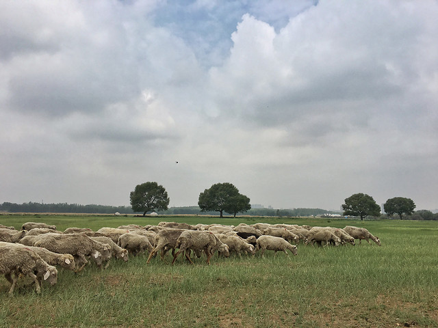 no-person-agriculture-mammal-outdoors-herd picture material