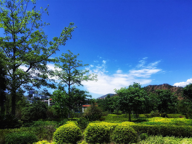 no-person-tree-sky-landscape-nature 图片素材
