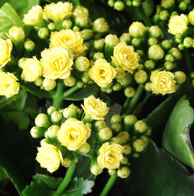 flower-floral-nature-flora-leaf picture material