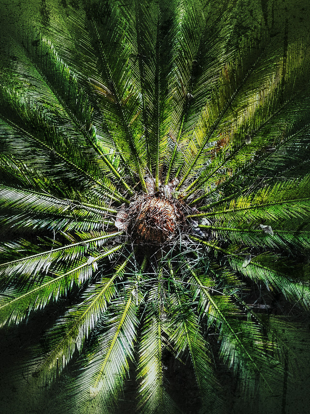no-person-nature-desktop-tree-leaf 图片素材