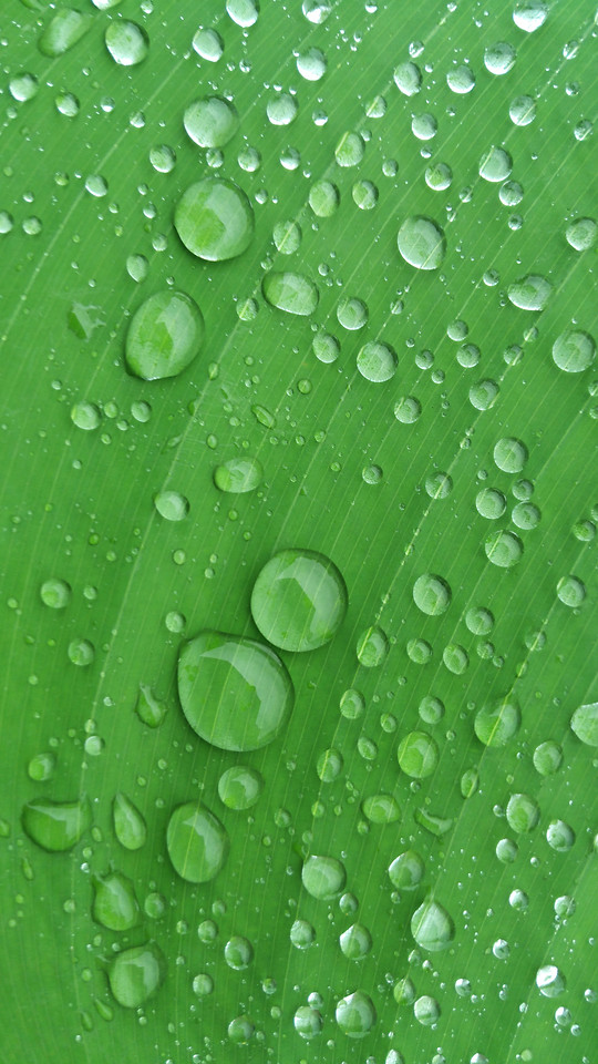 dew-droplet-rain-drop-leaf 图片素材