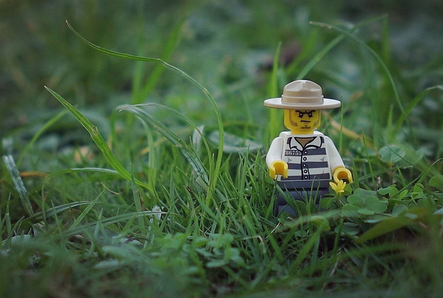 grass-nature-summer-no-person-little 图片素材