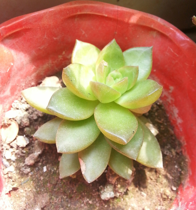 no-person-flower-food-nature-leaf 图片素材