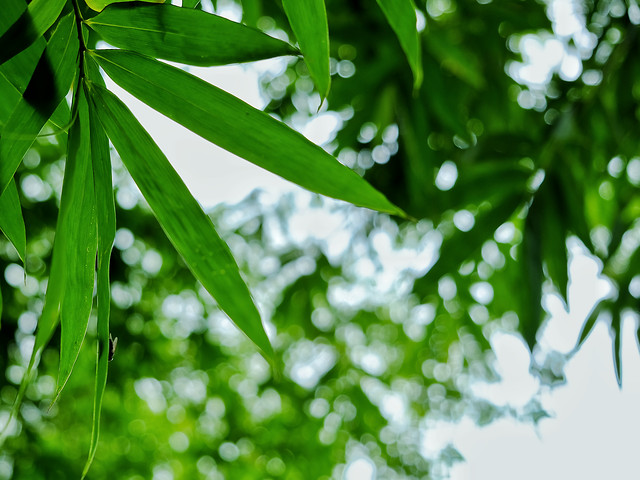 leaf-flora-nature-growth-garden 图片素材
