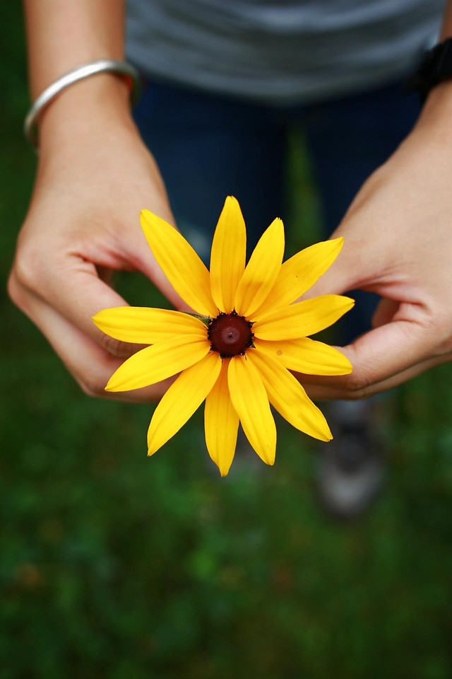 flower-nature-summer-yellow-no-person 图片素材