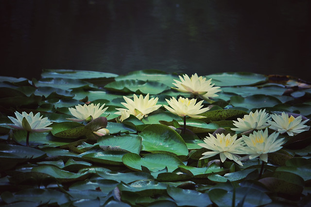 pool-flower-lotus-lily-leaf 图片素材