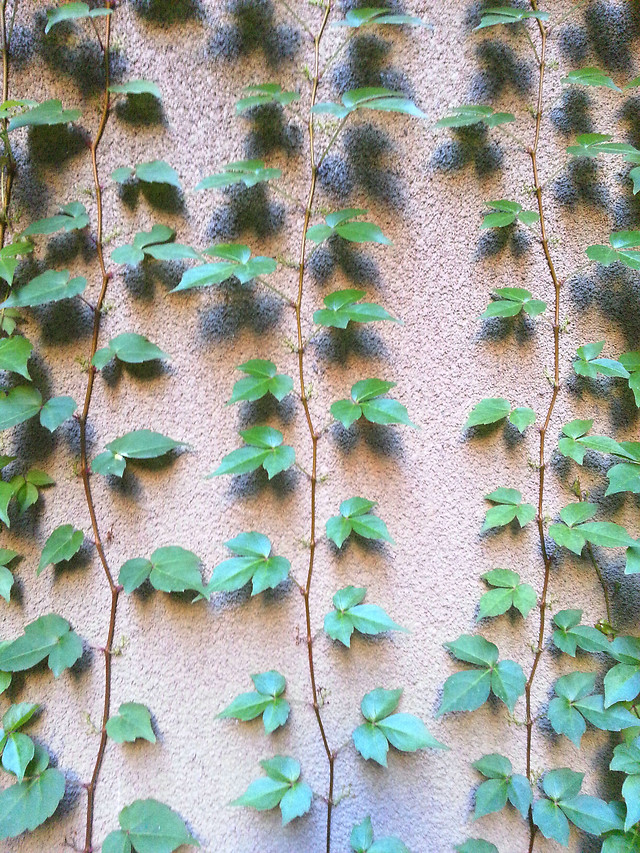 desktop-leaf-pattern-texture-abstract 图片素材