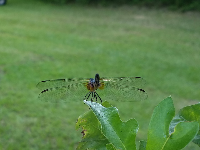 nature-insect-grass-dragonfly-animal 图片素材