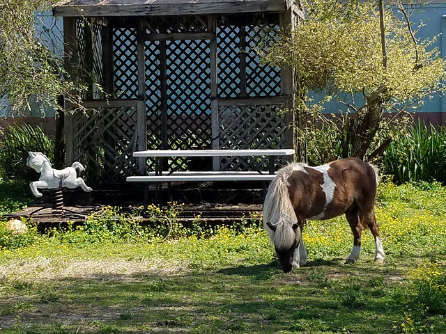 grass-mammal-farm-outdoors-cavalry 图片素材