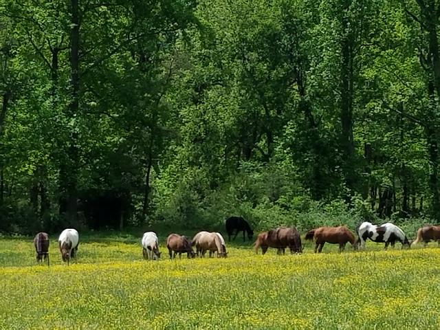 grass-hayfield-landscape-nature-no-person picture material