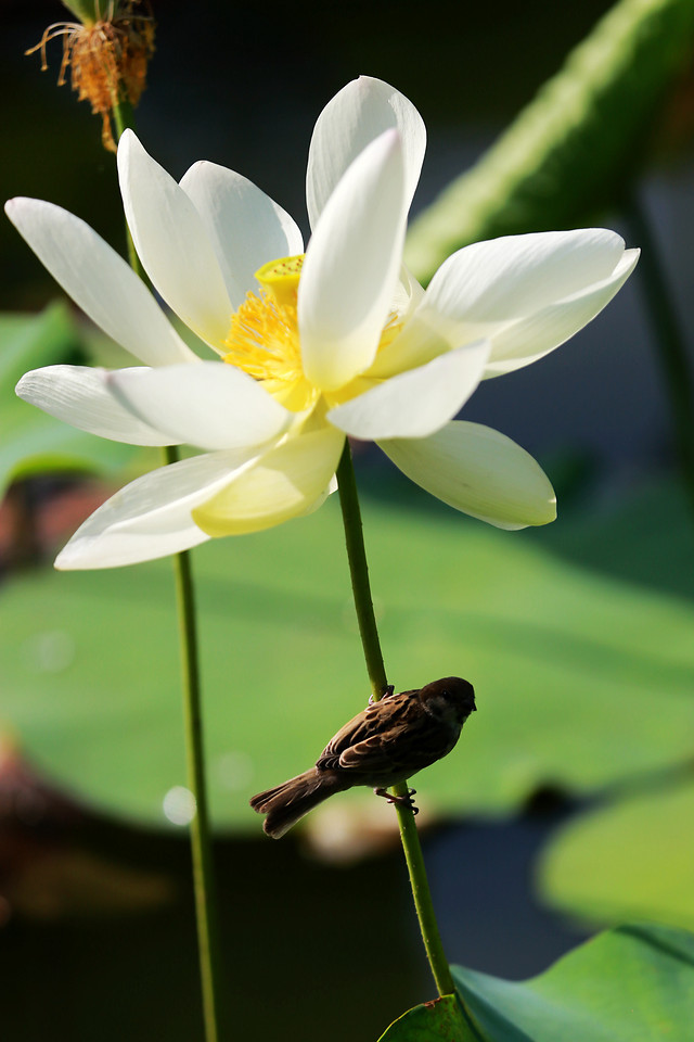 nature-flower-leaf-flora-no-person 图片素材
