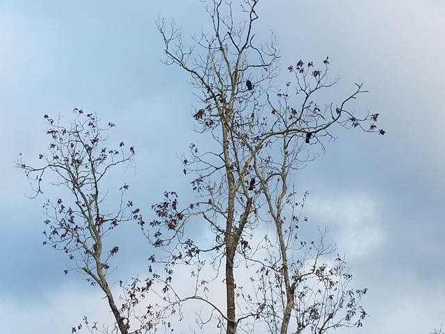 tree-branch-nature-no-person-winter 图片素材