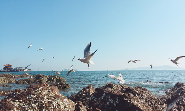 water-sea-seagulls-nature-ocean picture material